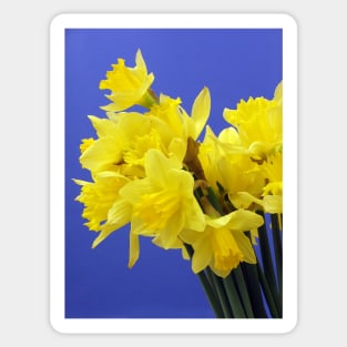 Yellow Daffodils Sticker